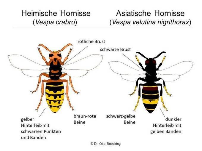 Vergleich zwischen den Hornissen